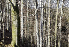 Církevní restituce: Lesy ČR zatím vydaly 108 tisíc hektarů a 317 staveb