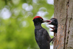Den ptactva připomenou 1. dubna v Lesnickém parku Křivoklátsko