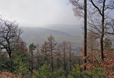Lesy Džbánu na Žatecku a Lounsku