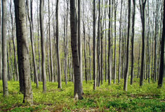 Obnova lesa v genové základně Javorník