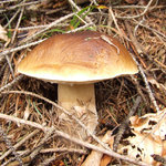 houba-jezek