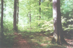 Nové hrady area and Žofín primeval forest