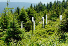 Lesy ČR vysadily téměř 60 milionů sazenic nových stromků