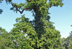 Katastrální dub v Hrádku – významný památný strom na revíru Stéblová