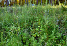 Obnova lesa – revír Kravsko na lesní správě Znojmo