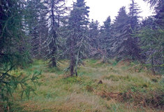 Třináct projektů Lesů ČR přispělo k obnově lesů v Krušných horách