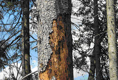 Lesy ČR se razantně pustily do boje s hrozící kůrovcovou kalamitou