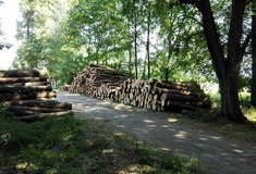 Lesy ČR do konce května vykázaly zisk 3,56 miliard korun