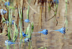 Modrá žába – zajímavost z naší přírody
