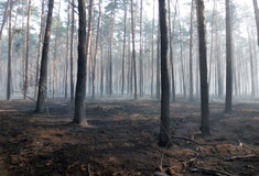Jak se vypořádáme s následky velkého požáru lesa na lokalitě Moravská Sahara u Bzence