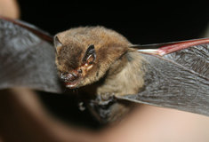 Ochránci přírody spolu s lesníky objevili na Vlašimsku vzácné netopýry