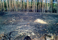 Lesní požáry ničí léta práce lesníků