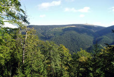 Přírodní rezervace Bučina pod Františkovou myslivnou
