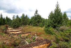 Lesy ČR obnovily rašeliniště v Krušných horách