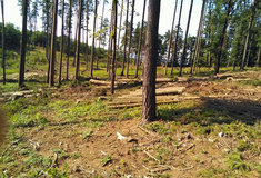 Zamyšlení se nad vlivem klimatických změn na hospodaření v lesních porostech na Lesní správě Prostějov