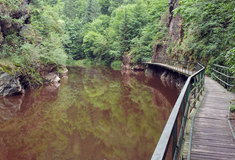Zásluhou Lesů ČR je známá Riegrova stezka u obce Bítouchov na Semilsku