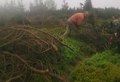 Projekt podpořil přirozenou obnovou původní horské vegetace v Jeseníkách