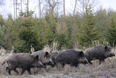 Ministr zemědělství: Všechna divoká prasata se budou moci střílet celoročně