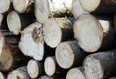 Lesy ČR letošní předpokládaný hospodářský výsledek ve výši 3,77 miliard korun naplní