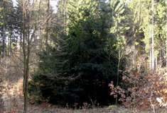 TIS ČERVENÝ – strom roku 2012 i na Lesní správě Náměšť nad Oslavou