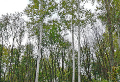 Topoly šedé na lesní správě Znojmo