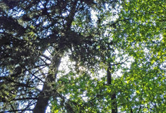 Lesníci vyčlenili tři hektary různých typů lesa a zkoumají, zda je možné sladit tradiční lesnické hospodaření s ekologickými požadavky