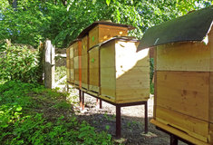 Včelaření v lesích na Hodonínsku