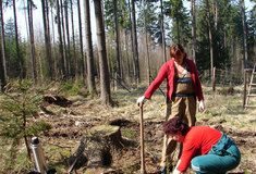 Lesy ČR vypsaly veřejnou zakázku na provádění lesnických činností