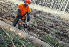 V lesích je nedostatek dělníků, Lesy ČR vyvolaly diskusi