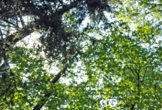 Hanušovicko a Orlickoústecko – Místo holých ploch zase lesy