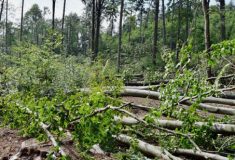 Více než sto tisíc metrů krychlových dříví poškodil silný vítr – první odhady škod ve státních lesích