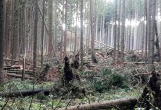 V lesích padají větve i stromy poškozené vichřicí, nevstupujte tam