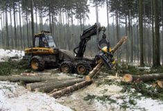 Lesy ČR začaly hodnotit nabídky podané v lesnických tendrech 2018+