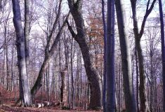 Lesy v Mionší ponechány bez zásahu člověka