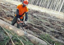 Lesy ČR vyhlásily lesnické tendry na období 2018 až 2022