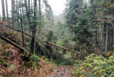 Vichřice Herwart poškodila ve státních lesích jeden a půl milionu m3 dříví