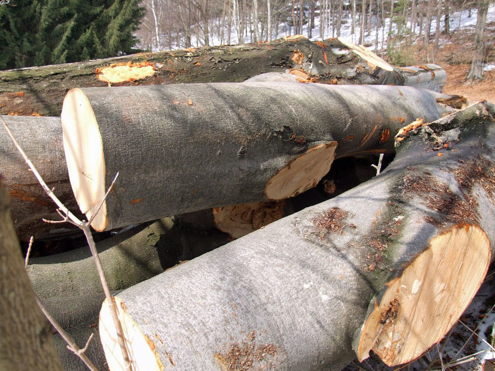 Na co se používá bukové dřevo?