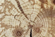 Dřevo na nový krov nebo sto tisíc korun darují Lesy ČR  vlastníkům domů postiženým tornádem