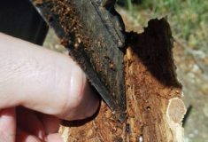 Opatření proti kůrovci: Lesy ČR posílily lesnický personál, chtějí zřídit mokré skládky dříví, instalují lapáky a lapače, povolaly na Moravu vlastní dělníky z lesních závodů