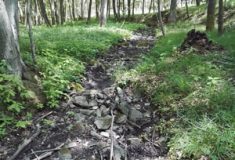 Na Třebíčsku vysychají potoky, na změnu klimatu reagují lesy