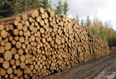 Čína má zájem o další české dřevo