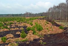 Lesy ČR zahájily nejrozsáhlejší obnovu rašeliniště v Krušných horách