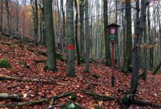 V hraničních hvozdech Českého lesa jsou dvě nová bezzásahová území
