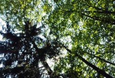 Místa úsekových ředitelů v Lesích ČR jsou od listopadu obsazená