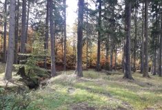 Lesy ČR začaly hodnotit nabídky podané v lesnickém tendru 2020+