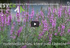 Vybudování vodní nádrže Lechovice a revitalizace Borušovského potoka