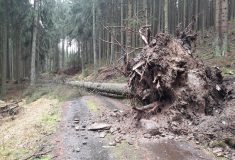 Lesy ČR: Vichřice Sabine poškodila asi 950 tisíc kubíků dříví