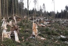 Lesy ČR: Vichřice Sabine a Julie zasáhly asi 1,3 miliony kubíků dříví