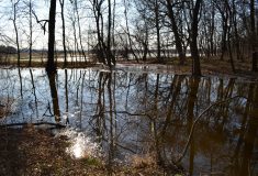 Další opatření proti suchu: Lesy ČR znovu zaplavují jihomoravské lužní lesy