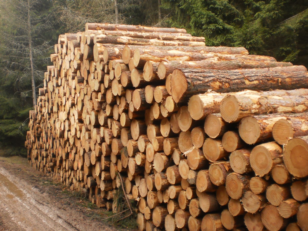 Jak prodat dřevo z lesa?